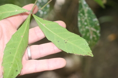 Allophylus natalensis