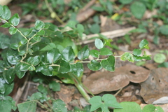 Dovyalis rhamnoides