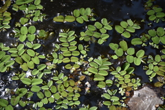 Floating Watermoss (Salvinia natans)
