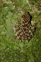 Staurois guttatus