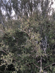 Leptospermum oligandrum