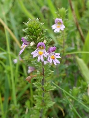 Euphrasia pseudokerneri