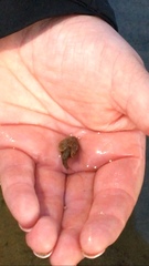 Lepidurus arcticus
