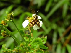 Zeuxippa formosa
