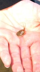 Lepidurus arcticus