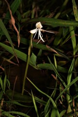 Habenaria grandifloriformis