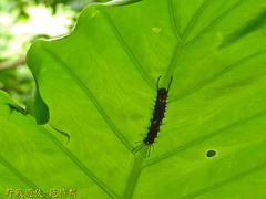 Lymantria mathura subpallida