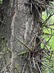 Gleditsia triacanthos
