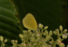 Eurema laeta