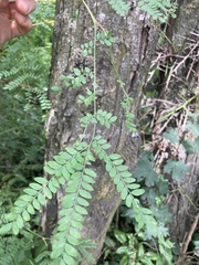 Gleditsia triacanthos