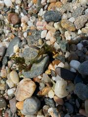 Dictyopteris polypodioides