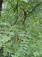 Gleditsia triacanthos