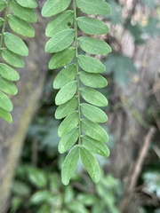 Gleditsia triacanthos