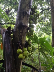 Ficus nota