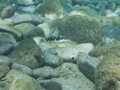 Thalassoma jansenii