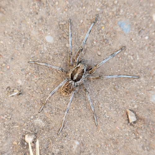 Spanish wolf spider