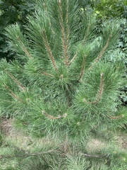 Pinus