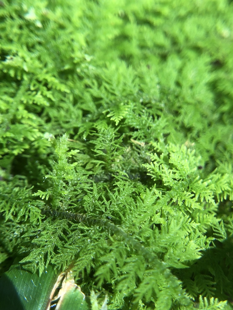 Thuidium kanedae (Thuidium kanedae)