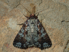 Condica confederata