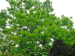 Diospyros japonica