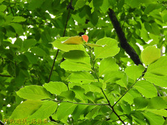 Diospyros japonica