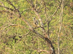 Semnopithecus entellus