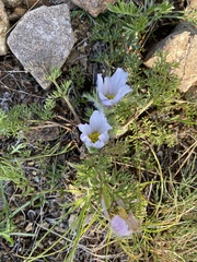Pulsatilla tenuiloba