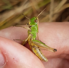 Pseudochorthippus parallelus