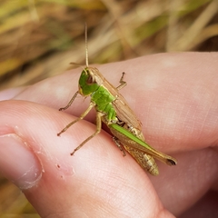 Pseudochorthippus parallelus