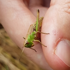 Pseudochorthippus parallelus