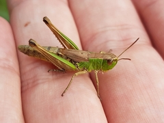 Pseudochorthippus parallelus