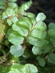 Rhizomnium striatulum