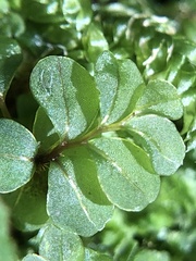 Rhizomnium striatulum