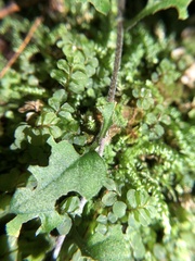 Rhizomnium striatulum