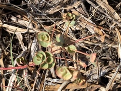 Euphorbia barrelieri