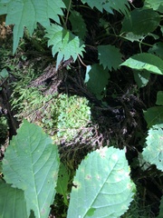 Rhizomnium striatulum