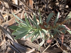 Euphorbia barrelieri