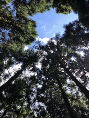 Rhizomnium striatulum