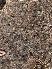 Euphorbia barrelieri