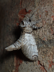 Inguromorpha basalis