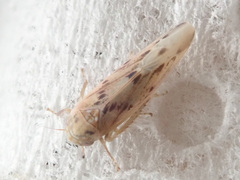 Balclutha punctata
