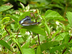 Kaniska canace drilon