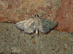 Anageshna primordialis
