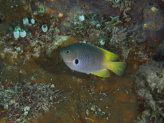 Pomacentrus nigromarginatus