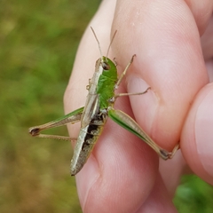 Pseudochorthippus parallelus