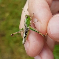 Pseudochorthippus parallelus