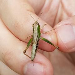 Pseudochorthippus parallelus