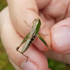 Pseudochorthippus parallelus