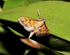 Ecpyrrhorrhoe rubiginalis