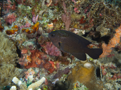 Pomacentrus brachialis